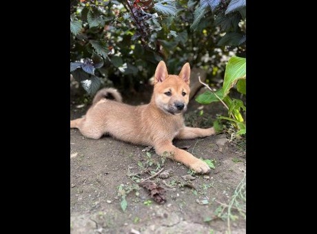 1 shiba inu 1024.jpg